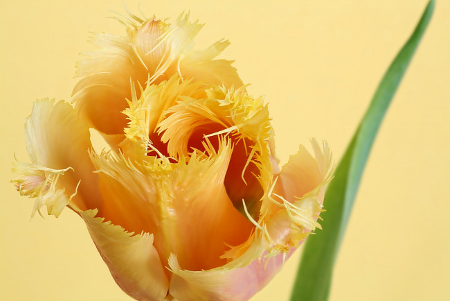 Обои картинки фото цветы, тюльпаны, махровый