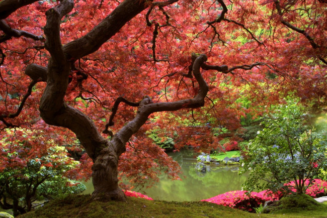 Обои картинки фото природа, парк, японский, водоем, садик