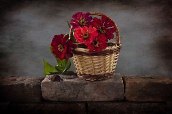 Картинка цветы цинния корзинка букет