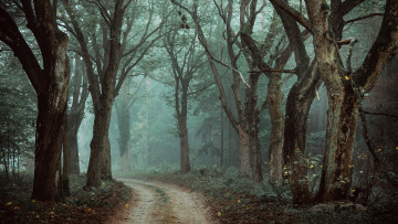 Картинка природа лес тёмный