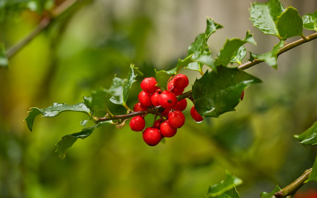 Обои картинки фото природа, ягоды, mistletoe, berries, омела