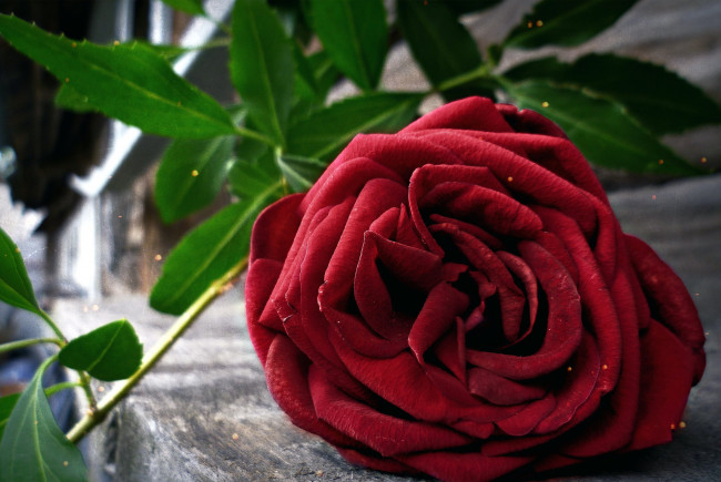 Обои картинки фото цветы, розы, красная, роза, макро