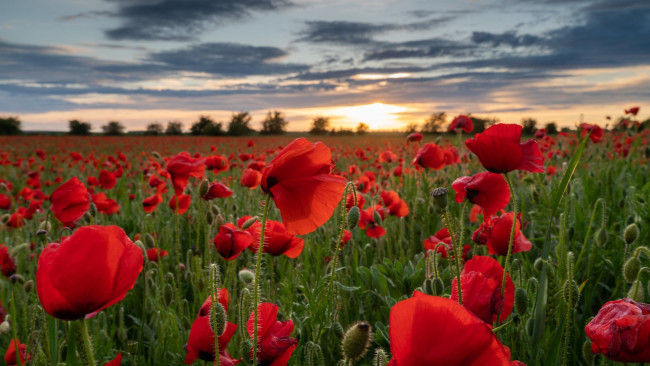 Обои картинки фото field of poppies, wiltshire, england, цветы, маки, field, of, poppies