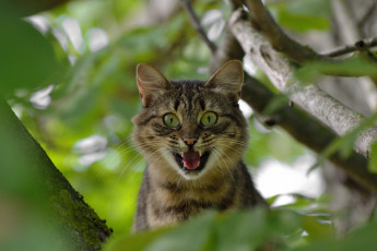 обоя животные, коты, дерево, кот