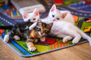 обоя животные, коты, котята