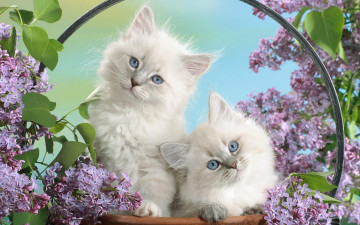 обоя животные, коты, кот, кошка, котёнок