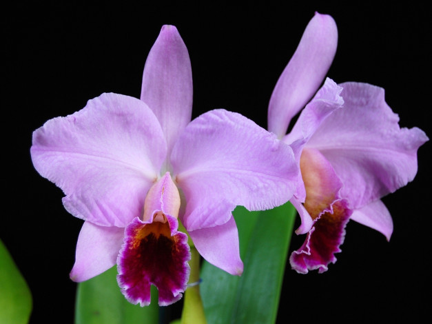 Обои картинки фото цветы, орхидеи, экзотика, сиреневый