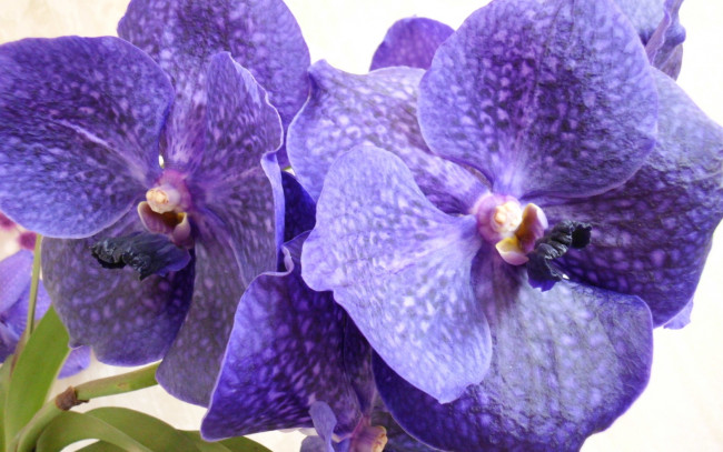 Обои картинки фото орхидеи, цветы, в, крапинку, ярко-синий