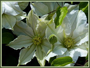 Картинка цветы клематис ломонос листья лепестки белые