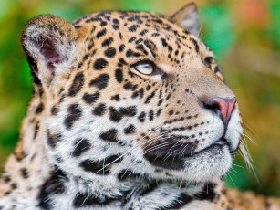 Картинка животные Ягуары леопард морда ягуар