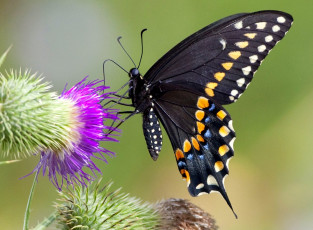 Картинка животные бабочки крылья чертополох