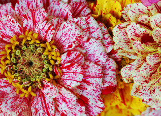 Картинка цветы цинния лепестки пестрый