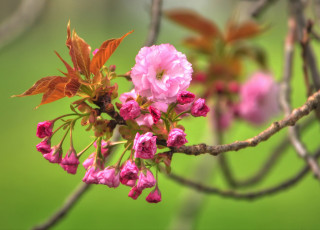Картинка цветы сакура вишня макро бутоны листья весна цветение ветка