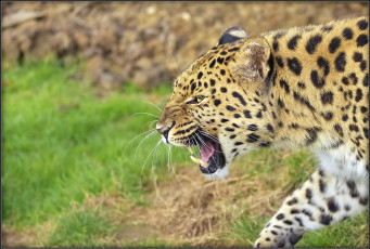 Картинка леопард животные леопарды пасть