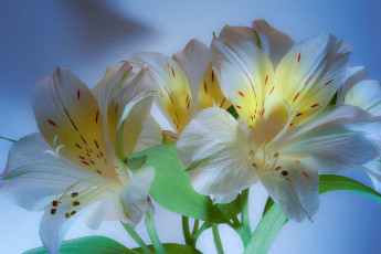 Картинка цветы альстромерия перуанская лилия
