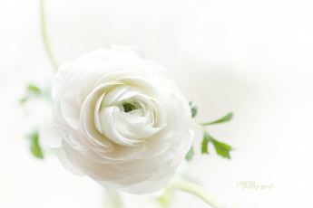 Картинка цветы ранункулюс азиатский лютик круглый лепестки белый