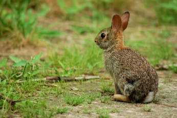 Картинка животные кролики зайцы шкурка уши
