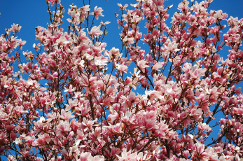 Картинка цветы магнолии розовый весна цветение