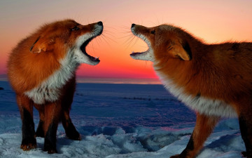 Картинка животные лисы закат