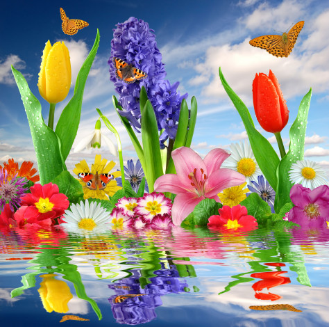 Обои картинки фото цветы, разные, вместе, отражение, бабочки, лилии, тюльпаны, гиацинт