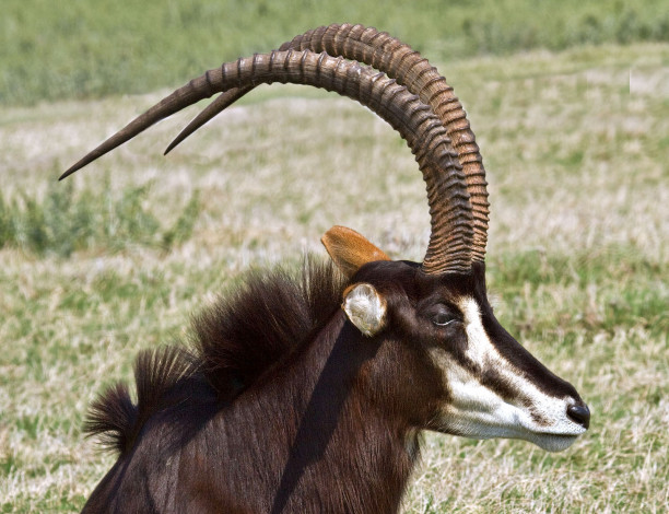Обои картинки фото животные, козы, рога