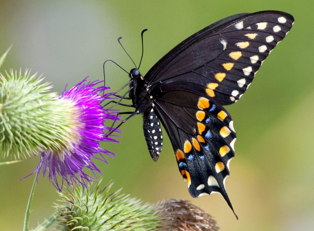 Обои картинки фото животные, бабочки, крылья, чертополох