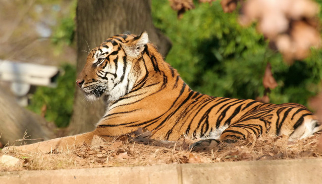 Обои картинки фото тигр, животные, тигры, лежит, профиль