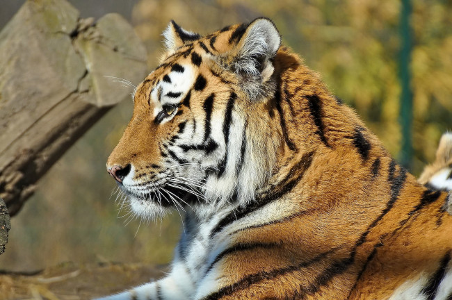 Обои картинки фото тигр, животные, тигры, профиль