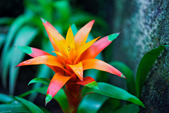 Обои картинки фото цветы, guzmania, bromeliad