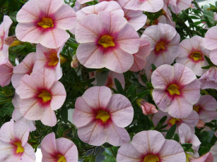 Картинка цветы петунии калибрахоа розовый