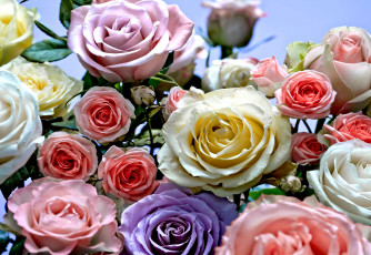 Картинка цветы розы сиреневый розовый кремовый