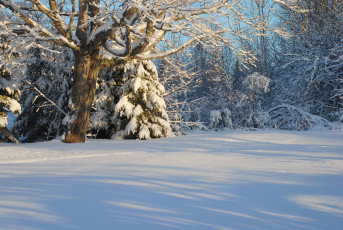 Картинка canada природа зима канада снег лес деревья