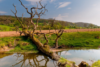 Картинка природа деревья уэльс великобритания