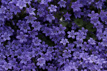 Картинка цветы колокольчики фиолетовые