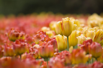 Картинка цветы тюльпаны бутон размытость
