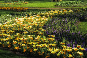 Картинка нидерланды лиссе keukenhof цветы разные вместе крокусы парк нарцисы