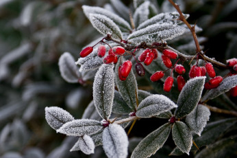 Картинка природа Ягоды frozen bush замороженные листья плоды