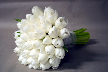 Картинка цветы тюльпаны букет белый