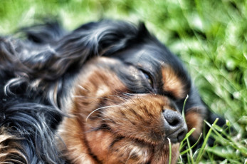 Картинка животные собаки сон