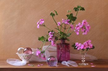 Картинка цветы герань розовый бутылка