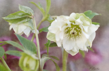 Картинка цветы геллеборус морозник белый