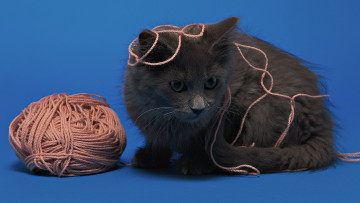 Картинка животные коты кошка клубок нитки