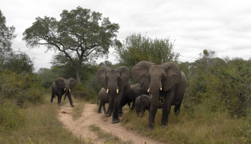 Картинка животные слоны трава саванна дорога стадо деревья детеныши
