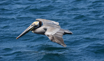 Картинка животные пеликаны вода пеликан парение