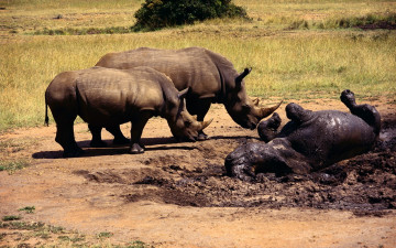 обоя животные, носороги, саванна, лужа, грязь