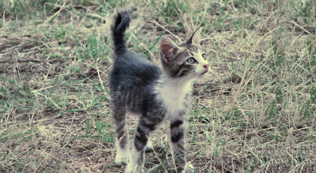 Обои картинки фото животные, коты, трава, полосатый, котенок