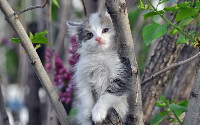 Обои картинки фото животные, коты, котёнок, дерево