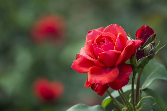 Обои картинки фото цветы, розы, королева, красный