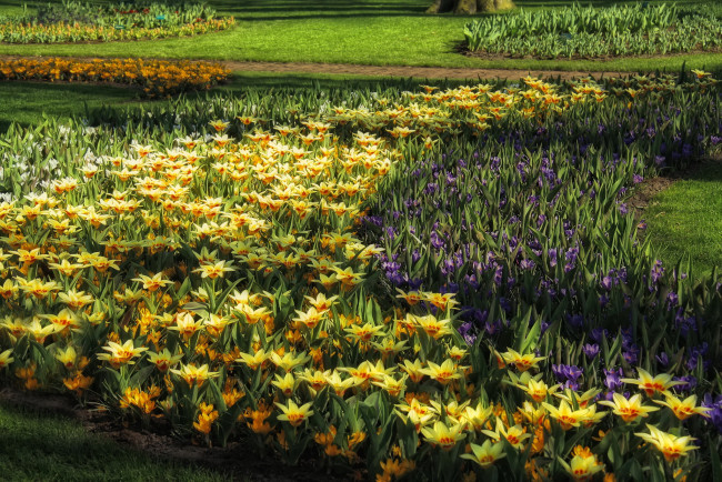 Обои картинки фото нидерланды, лиссе, keukenhof, цветы, разные, вместе, крокусы, парк, нарцисы