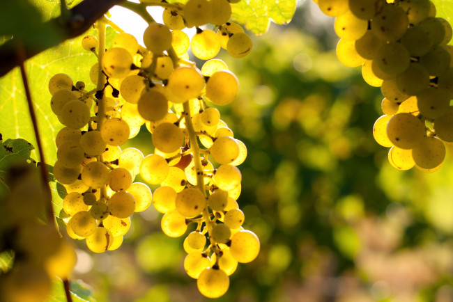 Обои картинки фото природа, Ягоды, виноград, лоза, гроздья, свет